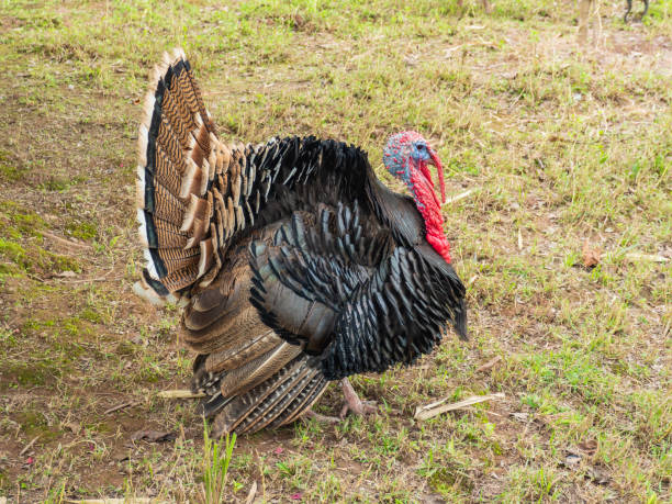 istock Turkey for food 988506240