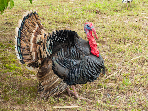 istock Turkey for food 988506262