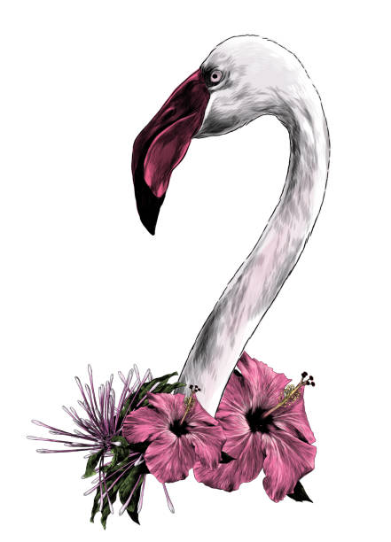 istock bird head Flamingo with long neck sideways in profile 988506400