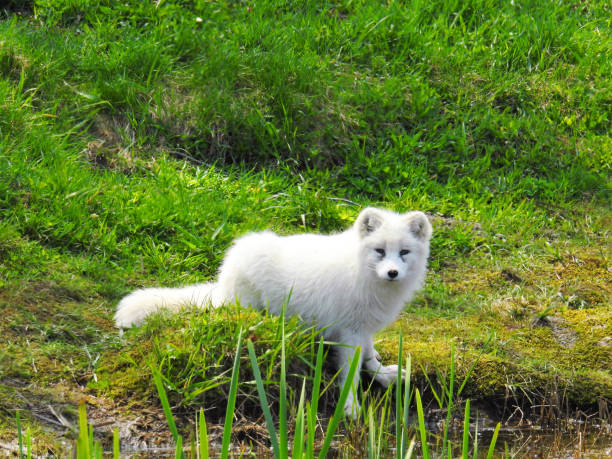 istock White arctic fox contrasting with green grass in the country 988506552