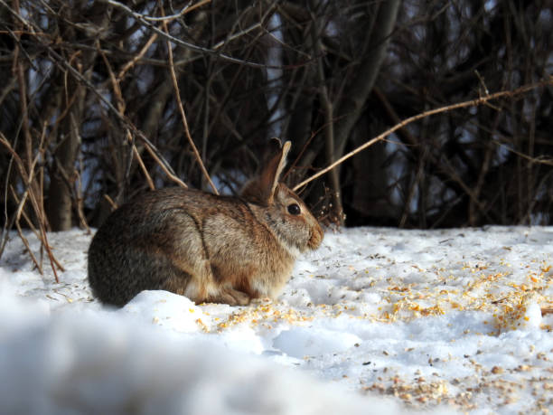 istock Wild rabbit in the snow of winter 988506686
