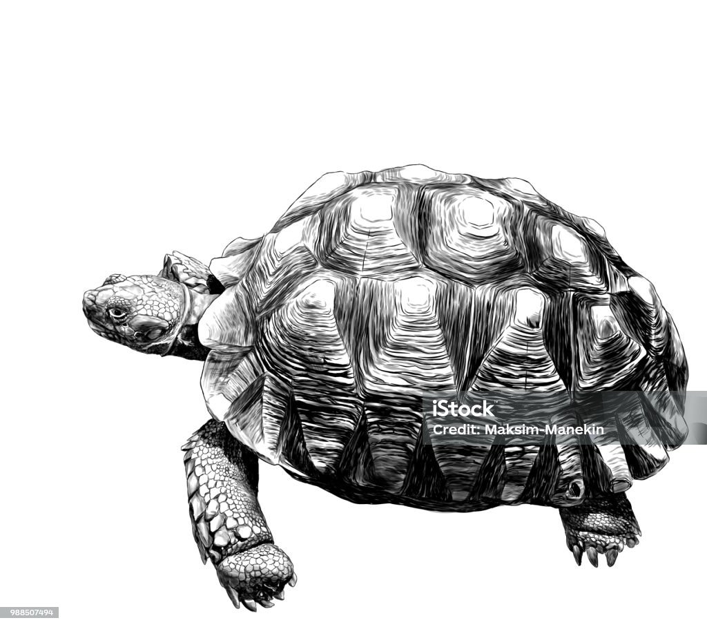 large land turtle with beautiful relief shell large land turtle with beautiful relief shell, sketch vector graphics monochrome illustration on white background Tortoise stock vector