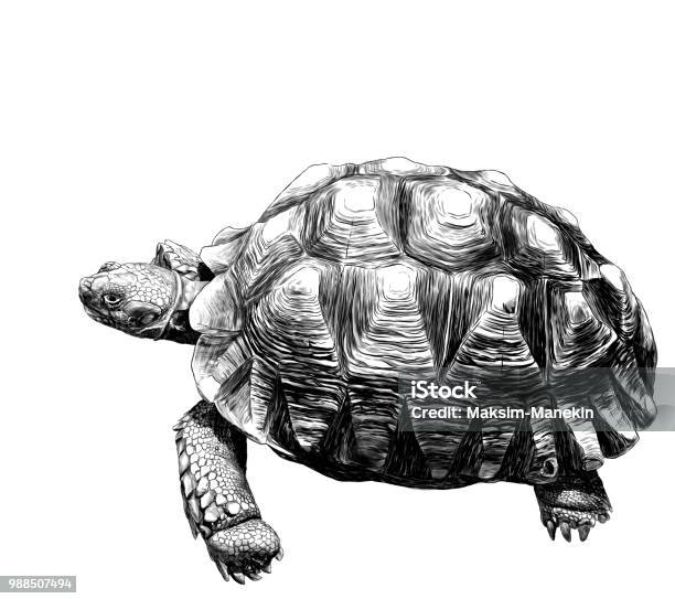 Large Land Turtle With Beautiful Relief Shell Stock Illustration - Download Image Now - Tortoise, Turtle, Drawing - Activity