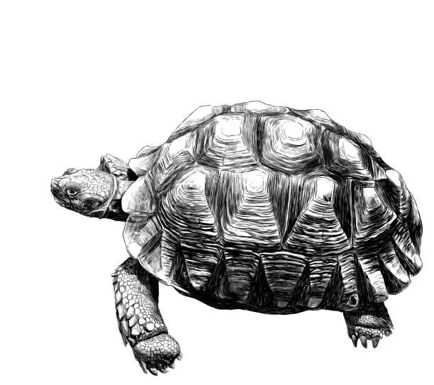 Vector illustration of large land turtle with beautiful relief shell