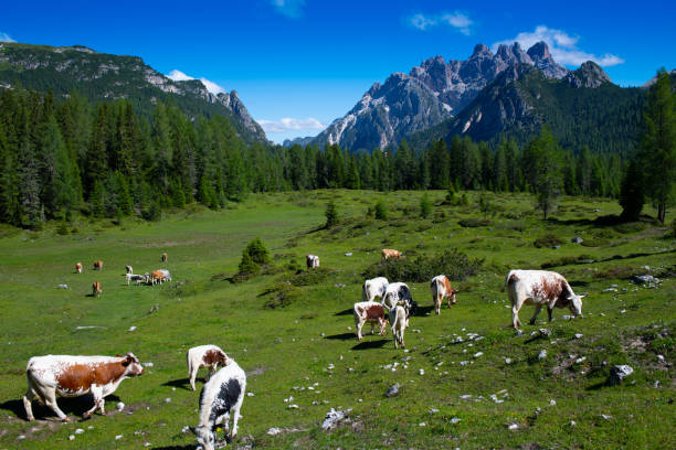 istock Alpine mountain peak in Italy Alps 988512862