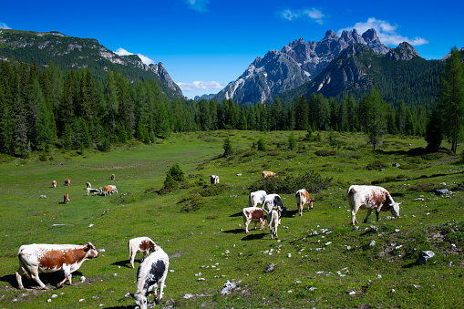 Alpine mountain peak in Italy Alps