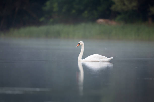 istock Swan in lake on fog 988519814