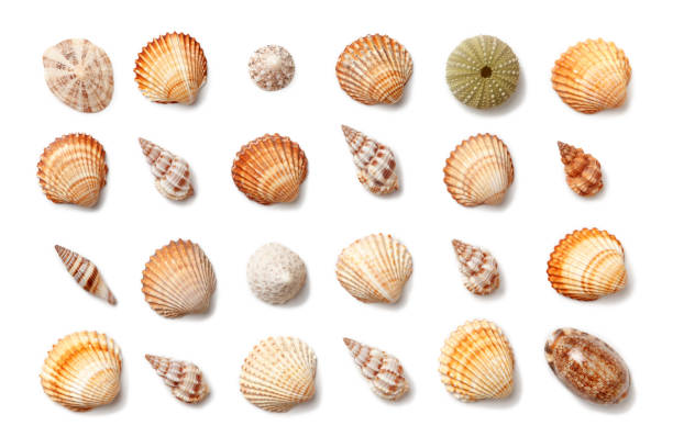 coleção de pequenas conchas exóticas isolado em um fundo branco. - overhand - fotografias e filmes do acervo