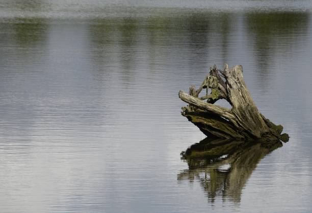 istock tree stump sticking out of the water 988530568