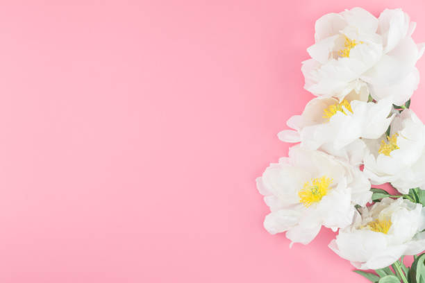 istock Blooming white peony flowers 988534798