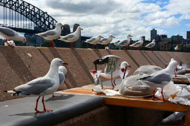 Funny scene at Sydney Harbor where opportunistic seagulls wait patiently in a line in hopes of cleaning up food scraps when dining guests leave their table.