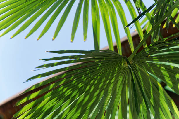 istock Palm tree against blue sky and clouds in sunny day, meditation background. 988537380