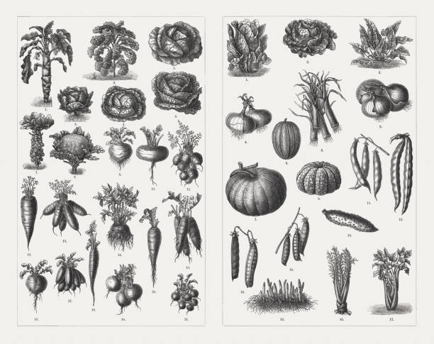 illustrazioni stock, clip art, cartoni animati e icone di tendenza di ortaggi, incisioni in legno, pubblicati nel 1897 - artichoke food vegetable fruit