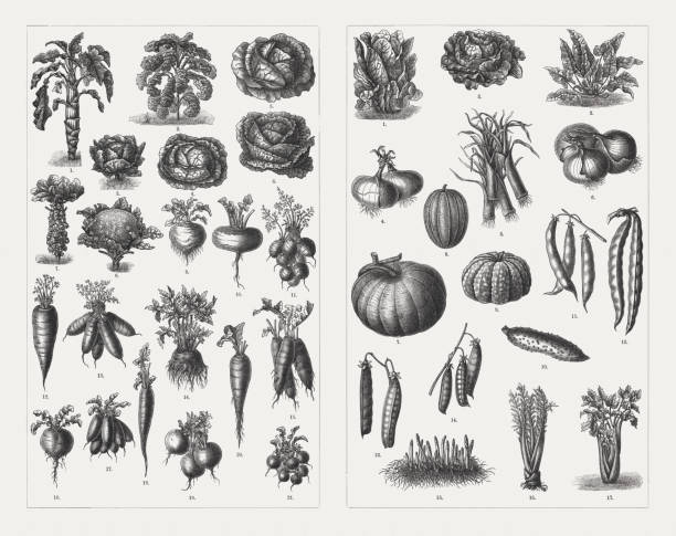 야채, 나무 조각, 1897 년에 출판 - vegetable asparagus cauliflower legume stock illustrations