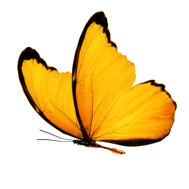 istock Large butterfly with bright yellow wings 988550238
