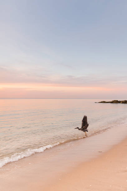 istock Bird on a Peaceful Palm Beach Seashore 988550580