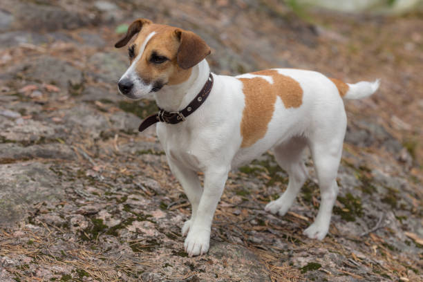 istock portrait of a beautiful dog 988554732
