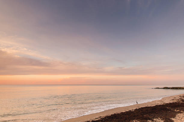 istock Golden Palm Beach Sunrise 988556714