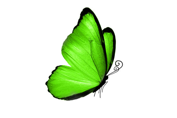 istock A beautiful butterfly with large green wings 988557310