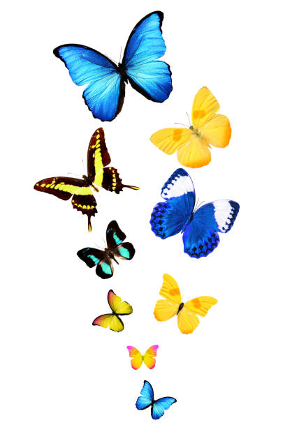istock Beautiful multi-colored butterfly of different shapes and sizes 988560932