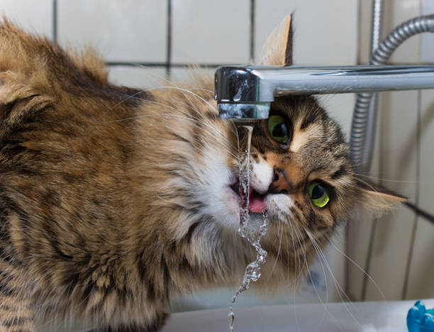 istock A cat drinks water from a tap, quenches thirst 988561488