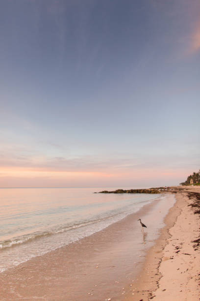 istock Peaceful Palm Beach Sunrise 988561766