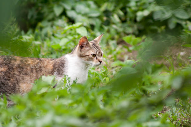 istock close-up cat in green grass on sunny day 988569162