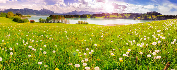 panoramic scene with lake forggensee and alps mountains in region allgäu, bavaria, at spring - allgau stock-fotos und bilder