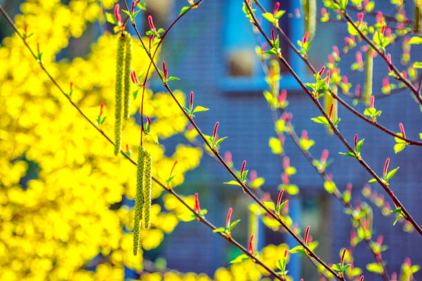 Salix willow tree male and female catkin buds in sunlight at spring with bright yellow blooming forsythia bush on background. Abstract natural background.