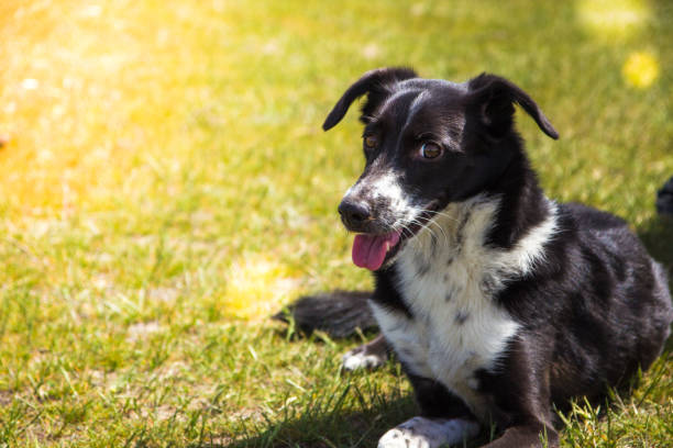 istock Dog on a grass. Black and white dog in a sunny day 988574190