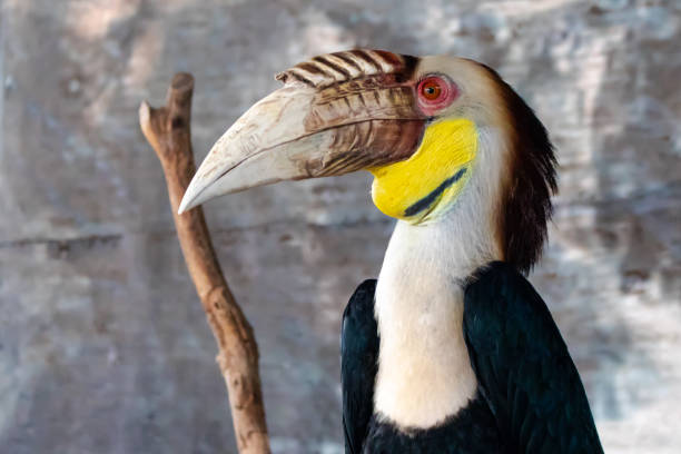 istock Hornbill with yellow throat 988586416