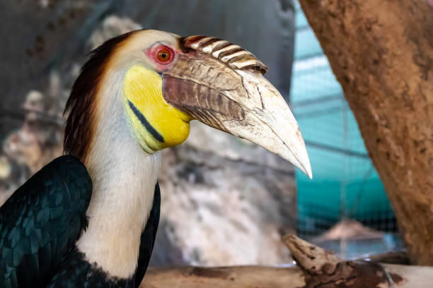 istock Hornbill with yellow throat 988586604