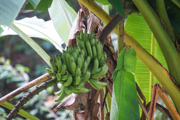 istock home grown green banana tree 988594198