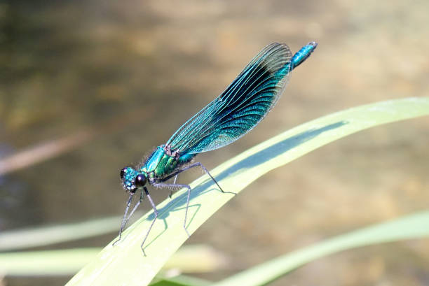 istock Blue Damselfly on reeds at the River Chess, Hertfordshire 988599738