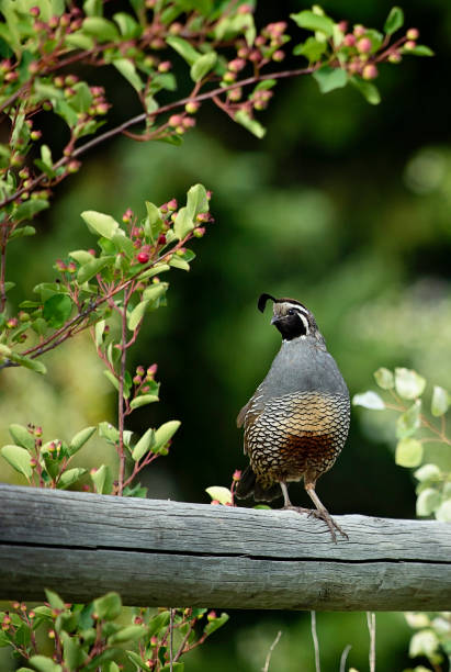 Quail rests on wooden log fence