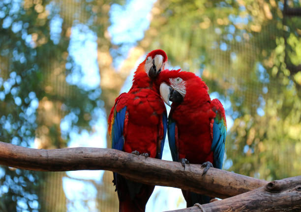 istock Two Scarlet Macaw perching together and preening its couple on the tree, Brazil 988613040