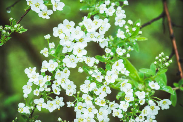 istock Blooming white Spiraea in the garden 988613152