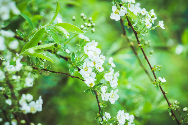 istock Blooming white Spiraea in the garden 988613212