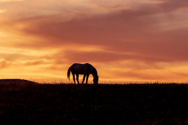 istock Wild Horse at Sunset 988621656