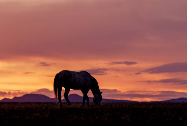 istock Wild Horse at Sunset 988625440