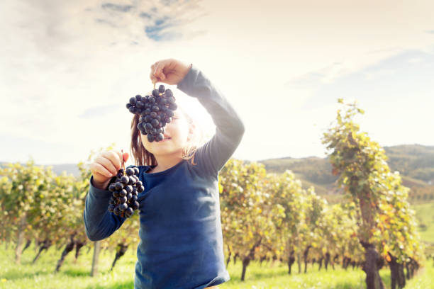 Girl with grapes during the grape harvest