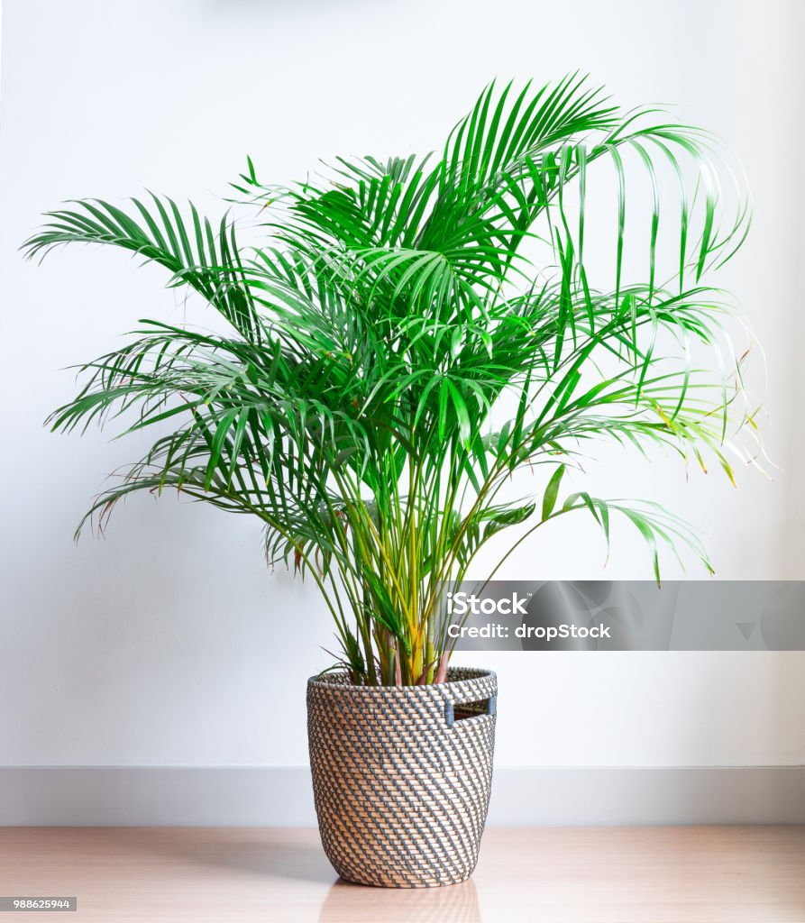 bright living room with houseplant on the floor in a wicker basket Areca Palm, Chrysalidocarpus lutescens, in a wicker basket, isolated in front of a white wall on a wooden floor Palm Tree Stock Photo