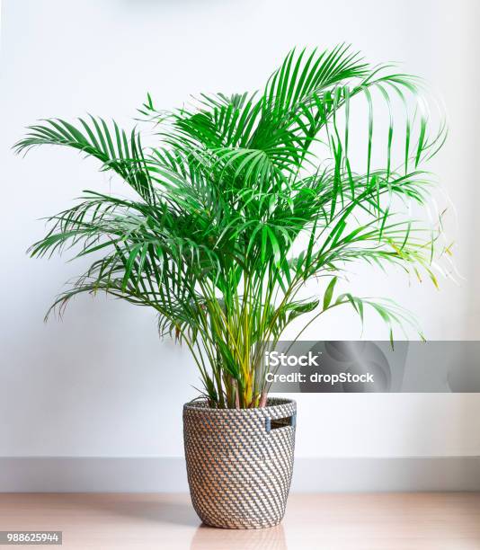 Bright Living Room With Houseplant On The Floor In A Wicker Basket Stock Photo - Download Image Now