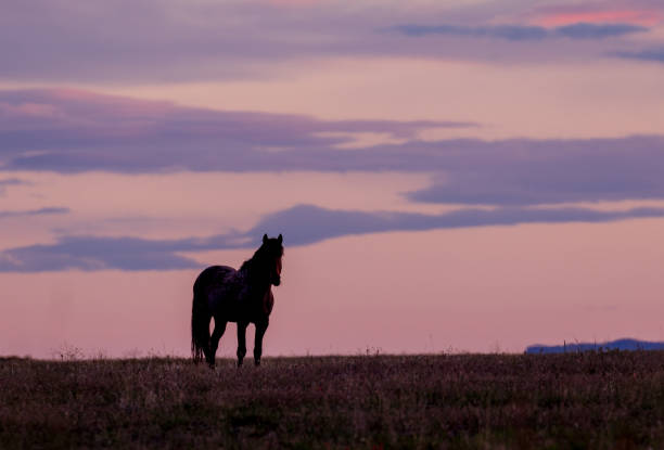 istock Wild Horse at Sunset 988626074