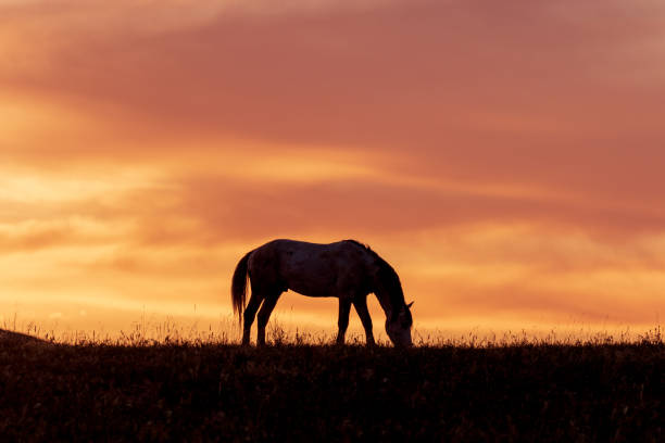 istock Wild Horse at Sunset 988626076
