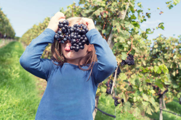 istock Girl with grapes during the grape harvest 988626150