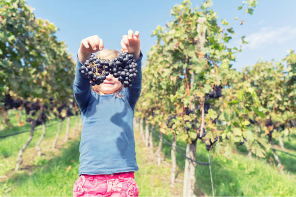 istock Girl with grapes during the grape harvest 988626582