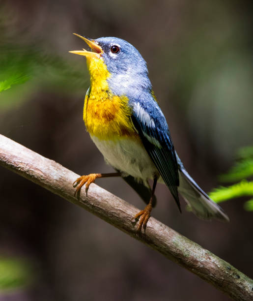 German Parula 230+ Fotos, Bilder und lizenzfreie Bilder zu Parula Americana Fotos ...