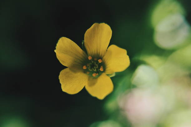 istock Little Yellow Flower 988634930