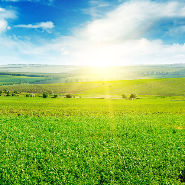 istock Green field and blue sky with light clouds. 988635860